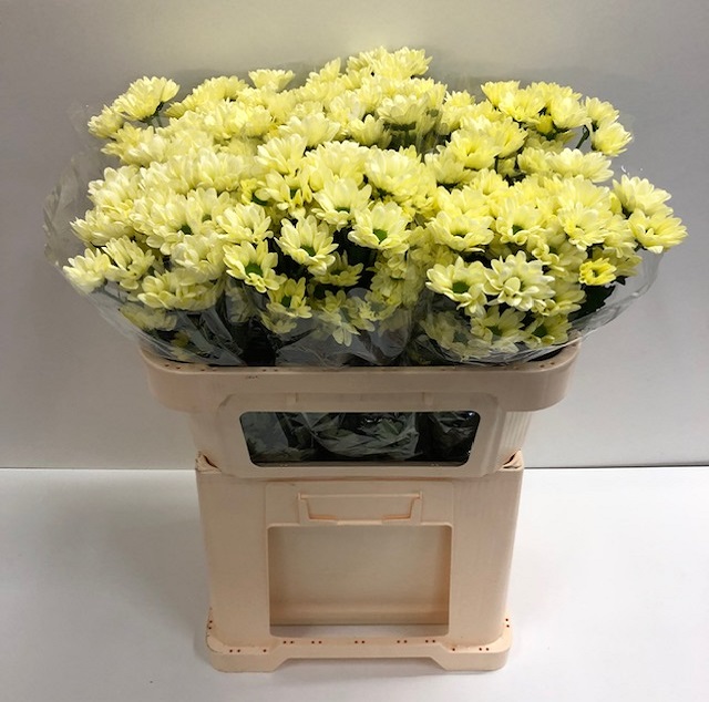 Chrys tr chic cream.jpg